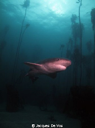 Photo of a Braodnose Seven Gill Cow Shark. these sharks a... by Jacques De Vos 
